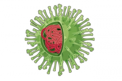 O novo coronavírus parece ter uma predileção por homens mais velhos e que tenham alguma doença crônica.